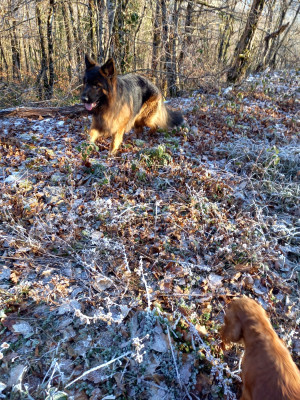 Étalon Berger Allemand - Volf Von Angelius Team