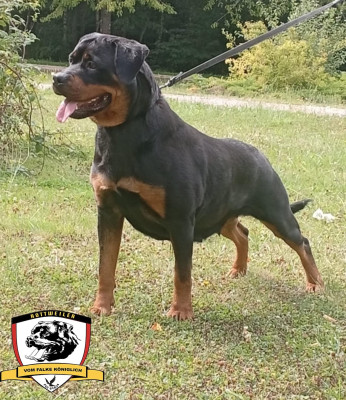 Étalon Rottweiler - Mara vom hammerschlag