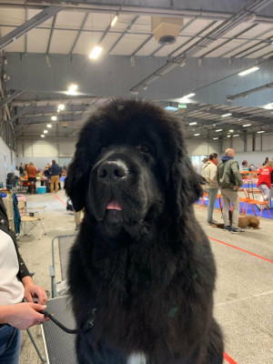 Étalon Terre-neuve - Uptown girl Des oursons du vent