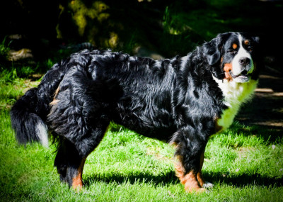 Étalon Bouvier Bernois - Ulya Des Pattes d'Oust
