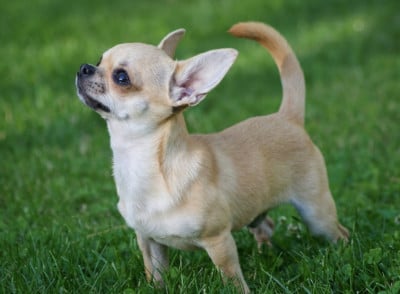 Étalon Chihuahua - diamond amulet Darling of fortune