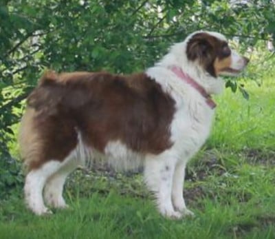 Étalon Berger Australien - Universal red enya du Chemin de la Lune aux Reves