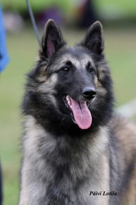 Étalon Berger Belge - Valde Des Terres D'Yggdrasil