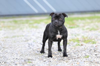 Étalon Staffordshire Bull Terrier - Veritable diamond black De Rockstar Dog
