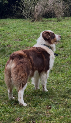 Étalon Berger Australien - Universal red enya du Chemin de la Lune aux Reves