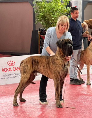 Étalon Dogue allemand - Unesco des Joyaux d'Allythelia