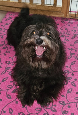 Étalon Bichon Havanais - Xmen melvil valle dei sogni