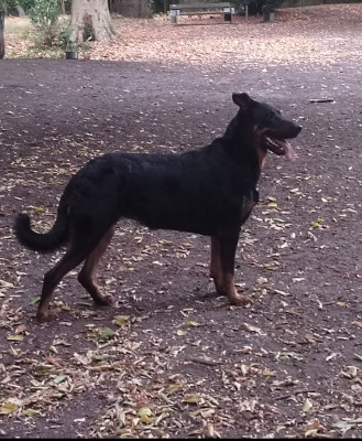 Étalon Berger de Beauce - Thaiga de la fontaine au cresson