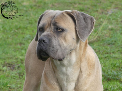 Étalon Cane Corso - Very good vibes des gardiens d'Ecosse