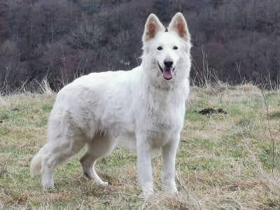 Étalon Berger Blanc Suisse - Utelle du domaine de Cap dé Lastouse du Domaine De Cap Dé Lastouse