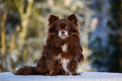 Étalon Chihuahua - Prinz choco des Ptits Loulous D'emilie
