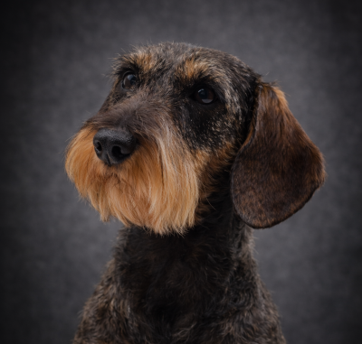 Étalon Teckel poil dur - Ushuaia dite gribouille De l'abbaye sainte marie