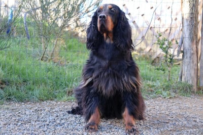 image de Iron head nao