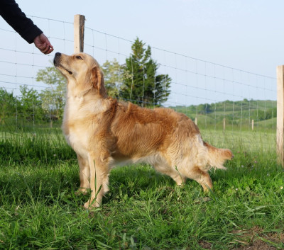 Étalon Golden Retriever - Volcanic Bomb de la rivière d'opale