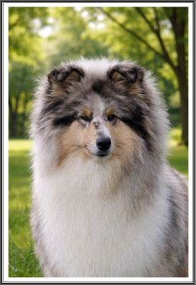 Étalon Colley à poil long - Virgule en anjou De La Légende Du Collinois