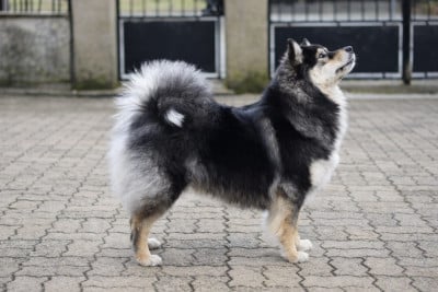 Étalon Chien finnois de Laponie - Tähtien Laakso Utopie illusion