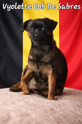 Étalon Petit Brabançon - Vyolette cob de Sabres