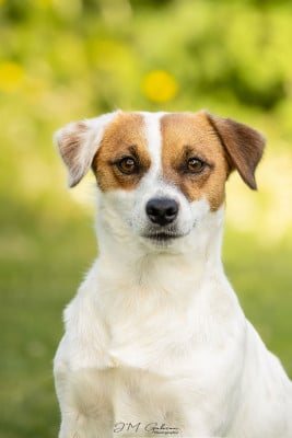 Étalon Jack Russell Terrier - Victoria's secret De L'arche De Chambord