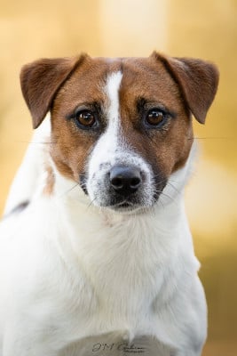 Étalon Jack Russell Terrier - Very original Ted De L'arche De Chambord