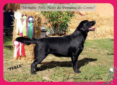 Étalon Labrador Retriever - CH. J Veritable perle noire Du Domaine Des Contes