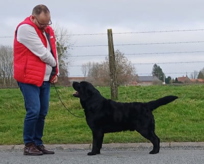 Étalon Labrador Retriever - Gold powder Tempo espresso