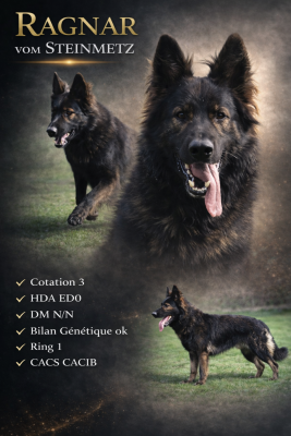 Étalon Berger Allemand - Ragnar vom steinmetz