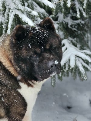 Étalon Akita americain - Under fire Des Gardiens De L'arche De Noé