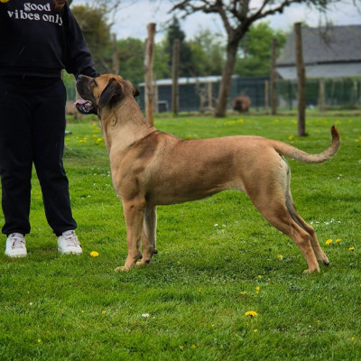 Étalon Cane Corso - Vicky Du Pays De La Tribo