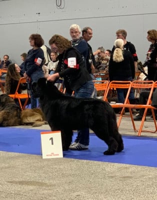 Étalon Terre-neuve - Uptown girl Des oursons du vent
