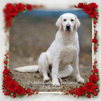 Étalon Labrador Retriever - U'chouquette Du Domaine Charlésien