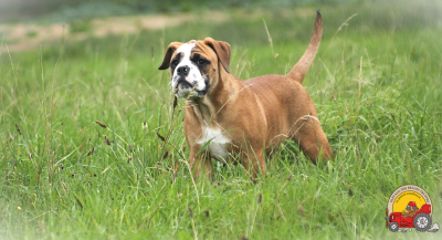 Étalon Bulldog continental - CH. Victorine Des Belles Truffes