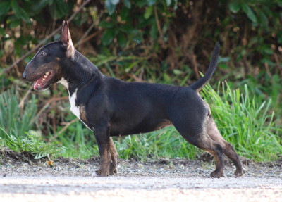 Étalon Bull Terrier Miniature - Virus Du Domaine Des Démons Bretons