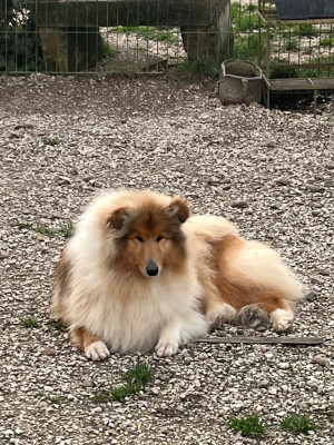 Étalon Colley à poil long - Voilà miss monde De Pepsie Pep's