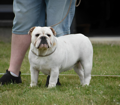 Étalon Bulldog Anglais - Krysbull Virginia D'or Wood