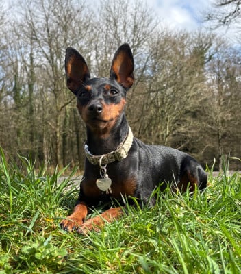 Étalon Pinscher nain - Venus De La Plaine Bretonne
