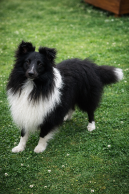 Étalon Shetland Sheepdog - Valak the black legend De la foret des reves bleus