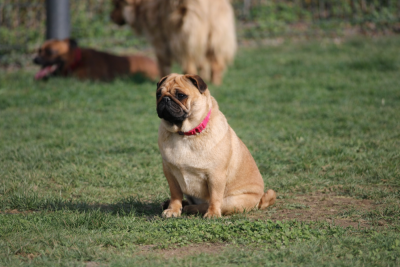 Étalon Carlin - Uxie du Parc Des Carlinoux