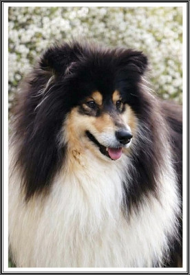 Étalon Colley à poil long - Va petite etoile Of Sparkling Lake