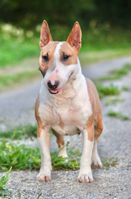 Étalon Bull Terrier Miniature - Une redbull Du Domaine Des Démons Bretons
