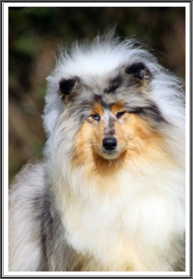 Étalon Colley à poil long - Victoria secret du bois des amazones