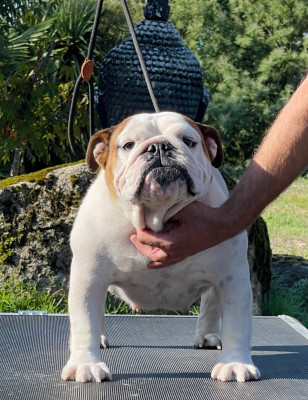 Étalon Bulldog Anglais - D'Or Wood Unchain my heart