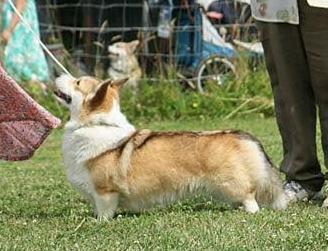Étalon Welsh Corgi Pembroke - Taylor swift De L'arche Des Akylas