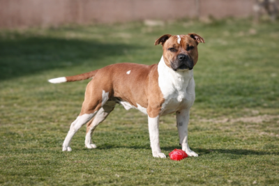 Étalon Staffordshire Bull Terrier - Venom De la crique du Flojule