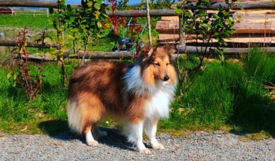 Étalon Shetland Sheepdog - Upper mage de l'Angelarde}