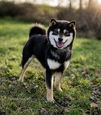 Étalon Shiba - Ushia De la crique du Flojule