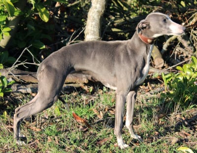 Étalon Whippet - Vaiana pacific Des Filles D'eole