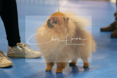 Étalon Spitz allemand - victory's flame Expromt dit Léno