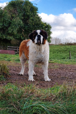 Étalon Chien du Saint-Bernard - Valerian de la Boutinais