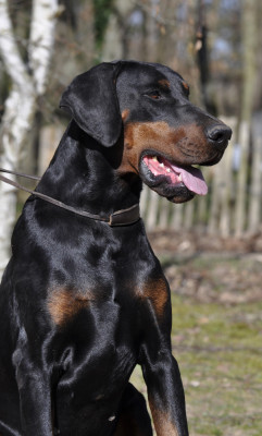 Umbro nero Of devil inside