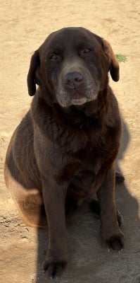 Nougayork du taillis madame